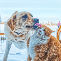 guérisseur animaux : stérilisation et relation